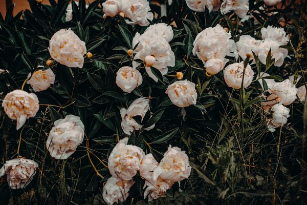 Trasforma il Tuo Giardino in un'Escape Casa da