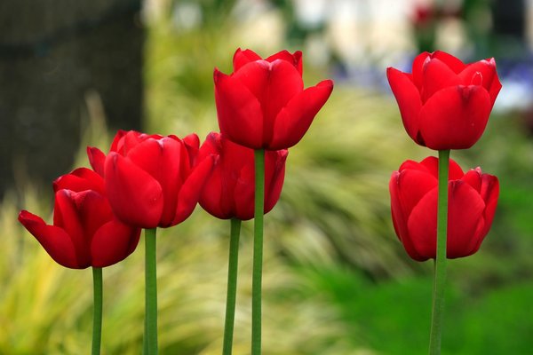 Trasforma il Tuo Giardino in un Paradiso della Casa